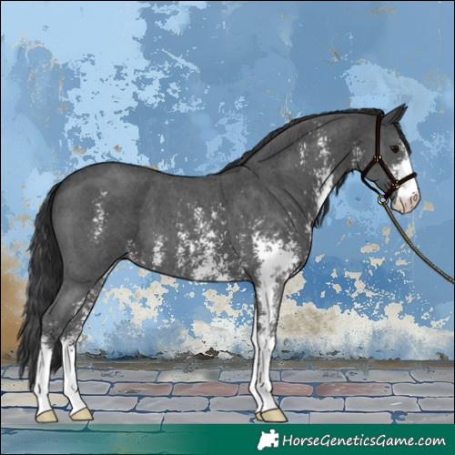 Horse Color:Black Sabino
