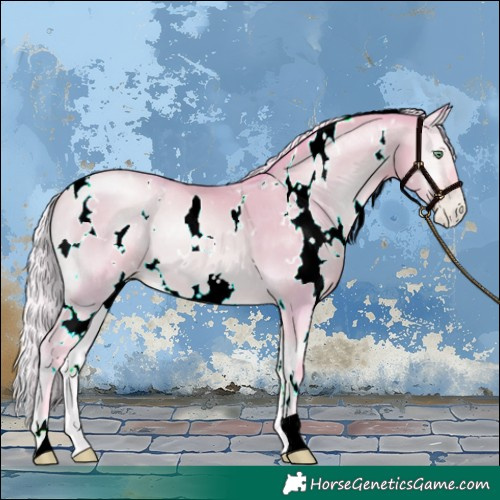 Horse Color:Watercolor White Spotted Silver Buckskin Pearl Onyx