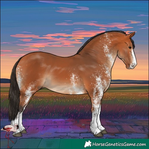 Horse Color:White Spotted Bay