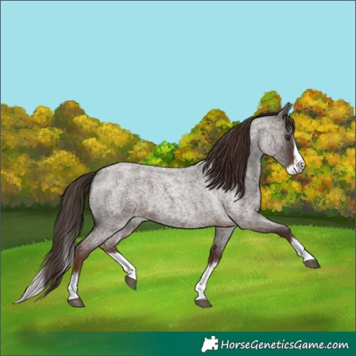 Horse Color:Liver Red Roan Splash