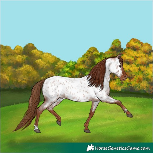 Horse Color:Red Roan Near Leopard 