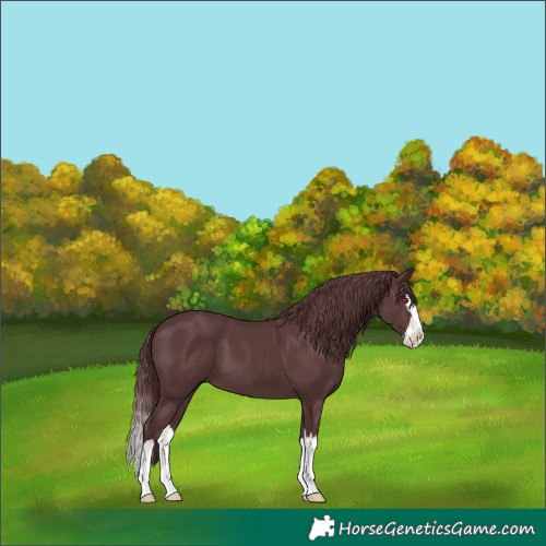 Horse Color:Chocolate Black Splash