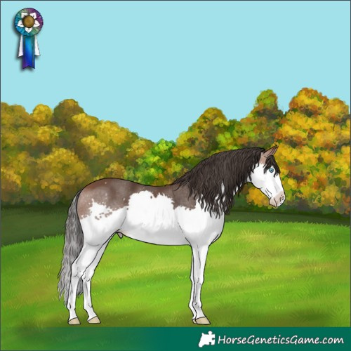 Horse Color:Bay Splash 