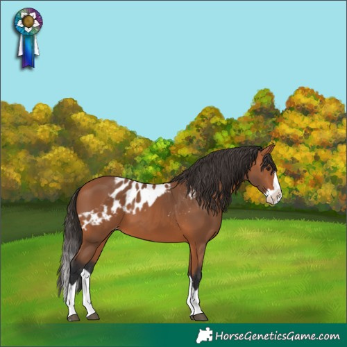 Horse Color:Bay Splash Skewed LP Spotted 