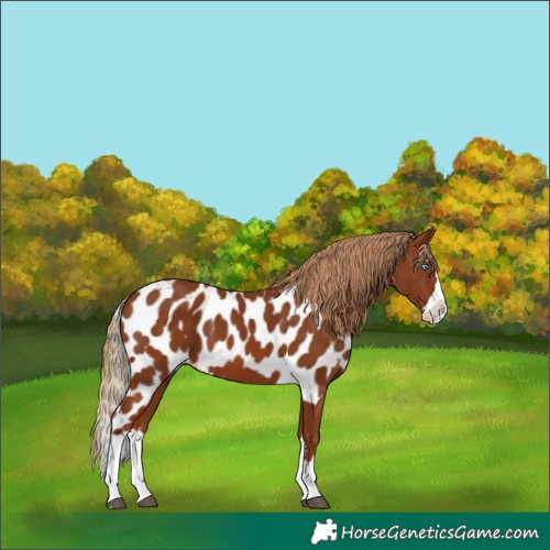 Horse Color:Chestnut Splash Skewed LP Spotted 