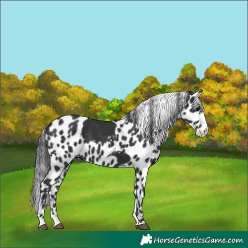 Horse Color:Black Splash Skewed LP Spotted