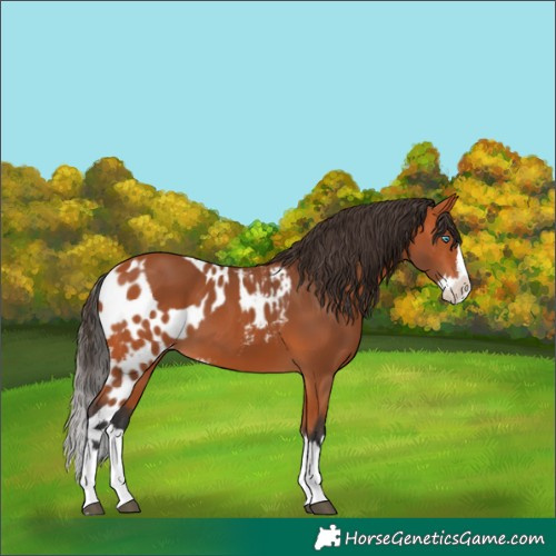 Horse Color:Bay Splash Skewed LP Spotted