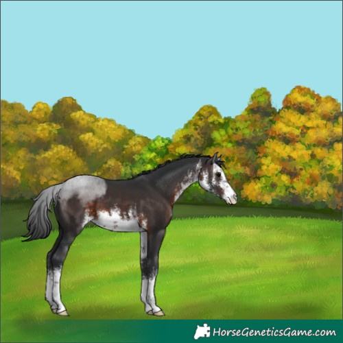 Horse Color:White Spotted Brown 