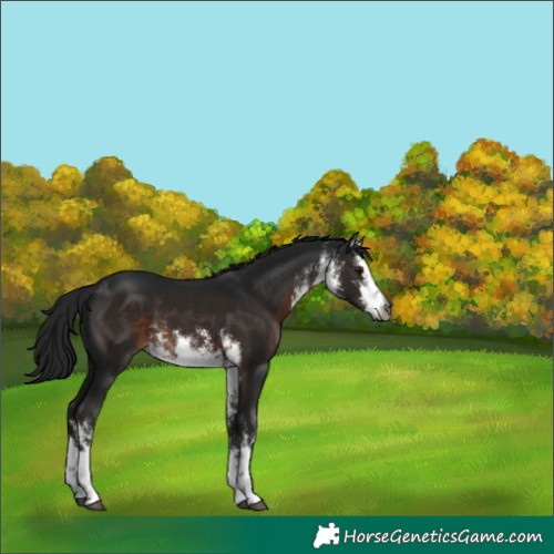 Horse Color:Gray White Spotted Brown