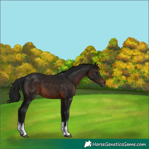 Horse Color:Gray White Spotted Brown