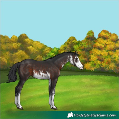 Horse Color:White Spotted Brown 