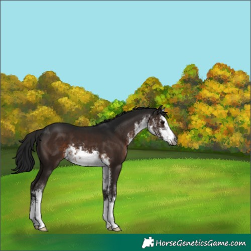 Horse Color:Gray White Spotted Brown
