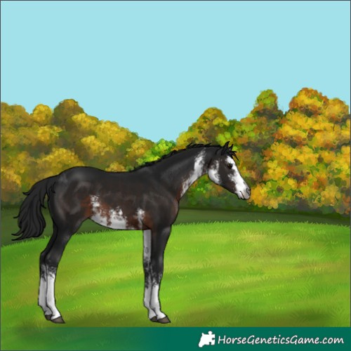 Horse Color:Gray White Spotted Brown 