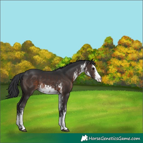 Horse Color:White Spotted Brown 
