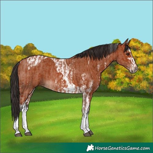 Horse Color:Bay Tobiano Rabicano and Bay Sabino Rabicano
