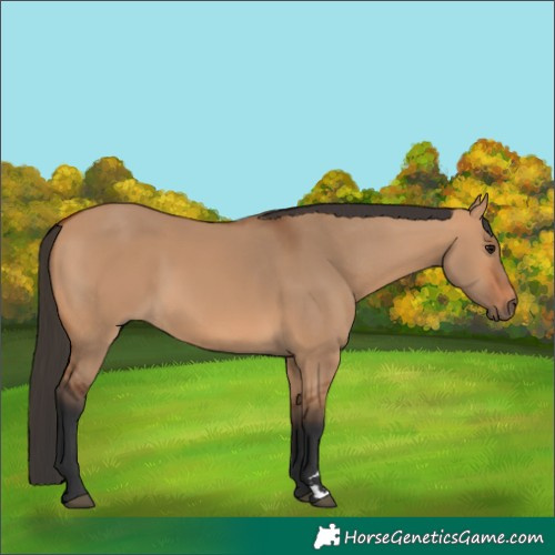 Horse Color:Bay Dun