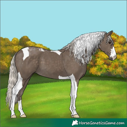 Horse Color:Silver Smoky Black Tobiano