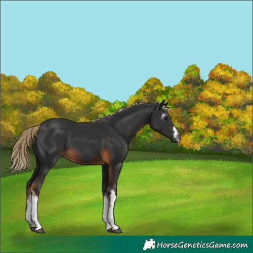 Horse Color:Gray White Spotted Chocolate Palomino 