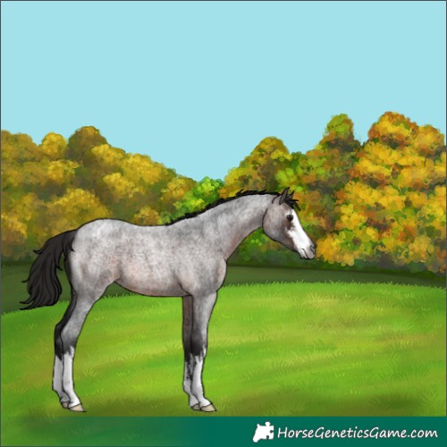 Horse Color:Gray White Spotted Bay Roan Varnish 