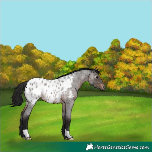 Horse Color:Gray Brown Roan Blanket 