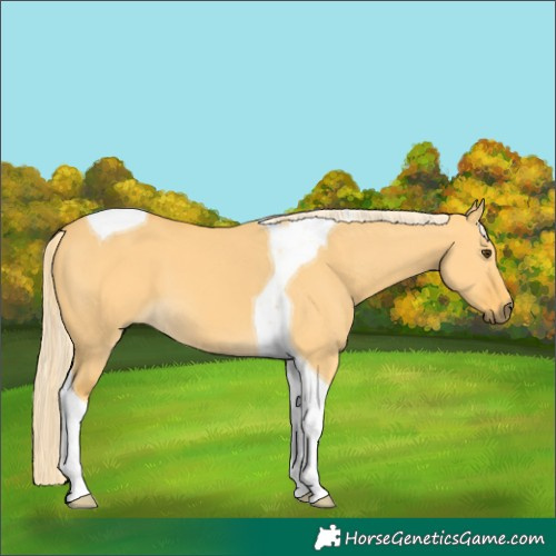 Horse Color:Palomino Dun Tobiano