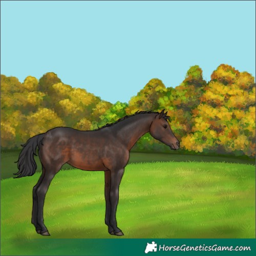 Horse Color:White Spotted Brown 