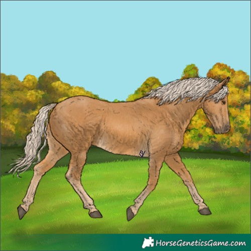 Horse Color:Palomino