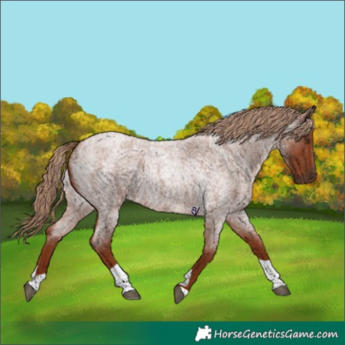 Horse Color:Red Roan