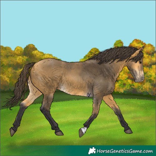 Horse Color:Buckskin 