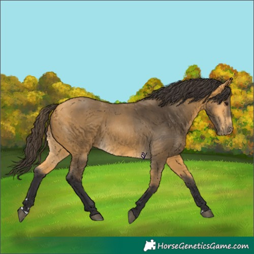 Horse Color:Buckskin