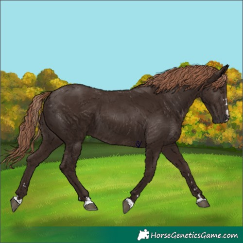 Horse Color:Liver Chestnut 