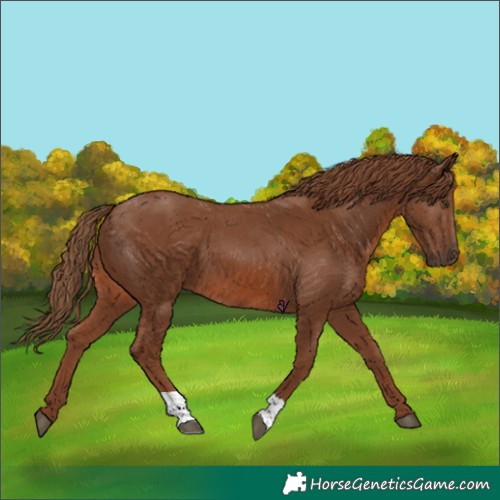 Horse Color:Chestnut 