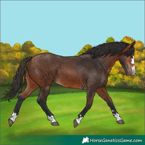 Horse Color:Bay 
