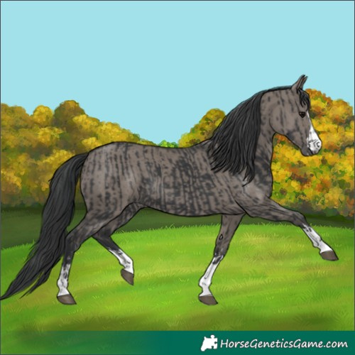 Horse Color:Black  and Grullo 