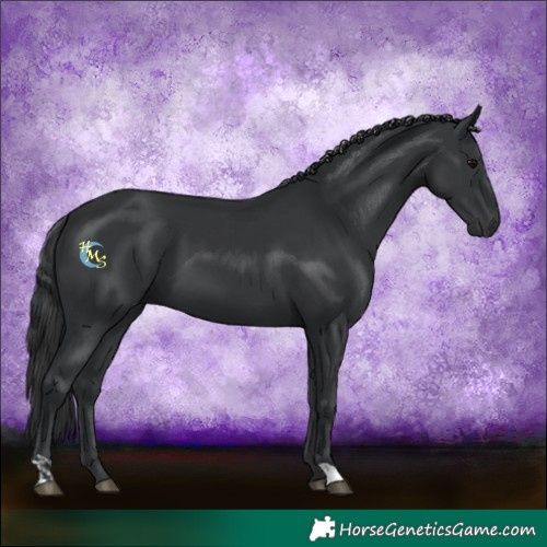 Horse Color:Black and Black