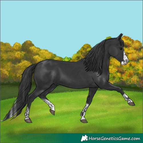 Horse Color:Black and Black Splash