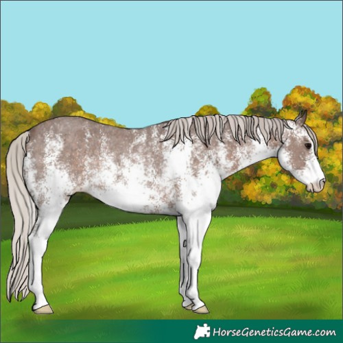 Horse Color:White Spotted Silver Black Rabicano 