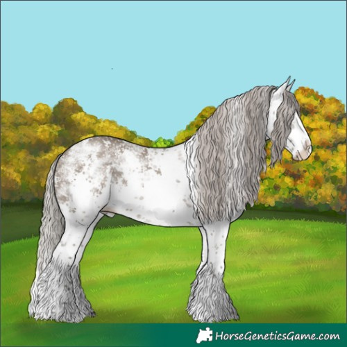 Horse Color:White Spotted Silver Grullo Sabino Splash Rabicano