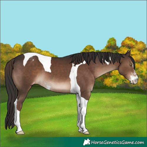 Horse Color:Liver Chestnut Sabino Tobiano Varnish