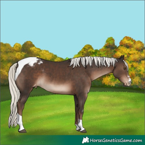 Horse Color:Liver Chestnut Mushroom Sabino Tobiano Varnish