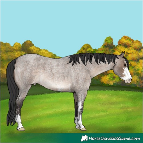 Horse Color:Brown Roan Dun Sabino Varnish
