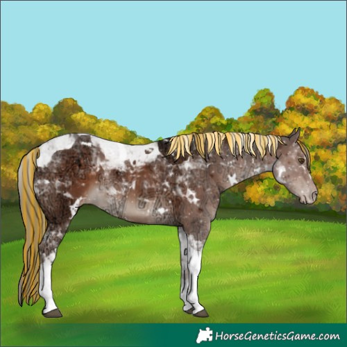 Horse Color:Painted White Spotted Liver Chestnut Ice Mushroom Tobiano Varnish Rabicano 