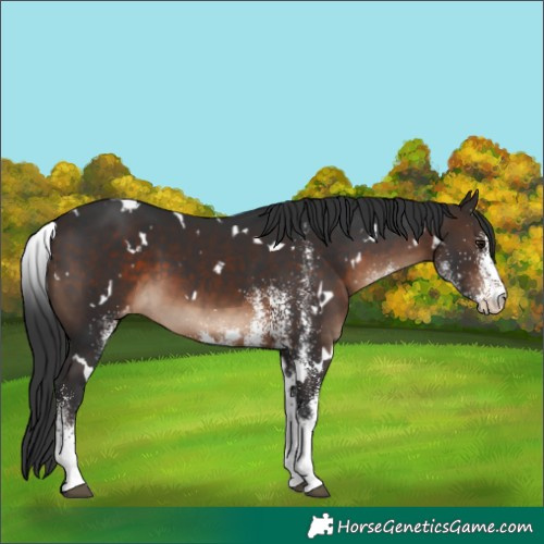Horse Color:White Spotted Brown Varnish