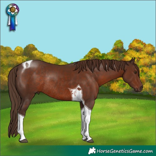 Horse Color:Liver Chestnut Tobiano Rabicano