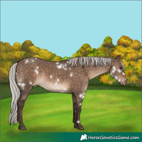 Horse Color:White Spotted Silver Brown Dun Varnish