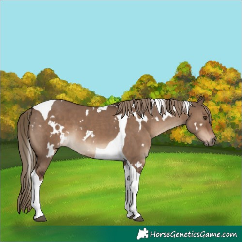 Horse Color:White Spotted Liver Red Dun Tobiano