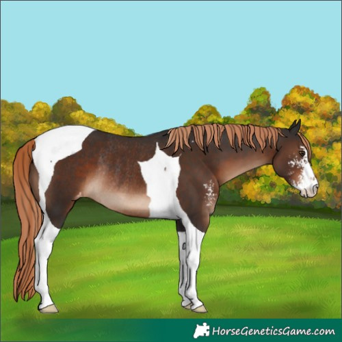 Horse Color:Liver Chestnut Sabino Tobiano Varnish Rabicano 