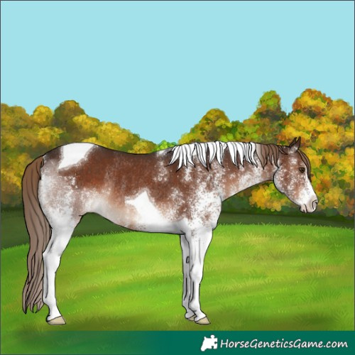 Horse Color:White Spotted Liver Chestnut Tobiano Rabicano 