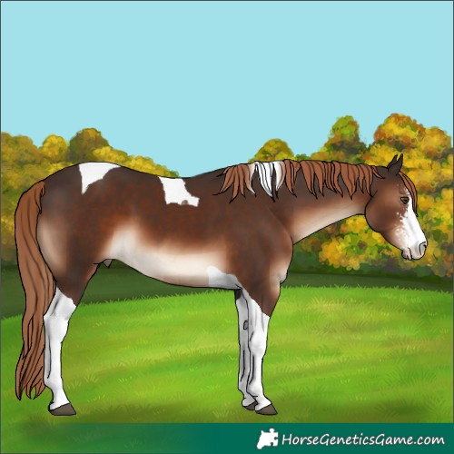 Horse Color:Liver Chestnut Sabino Tobiano