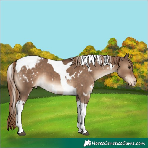 Horse Color:White Spotted Liver Red Dun Tobiano Varnish